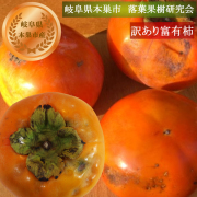 【11月下旬～12月下旬の発送予定】岐阜県本巣市　落葉果樹研究会　契約農家様より直送【訳あり】適熟富有柿【M～2L　約30個】