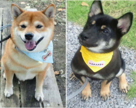 わんこ骨型ワッペン