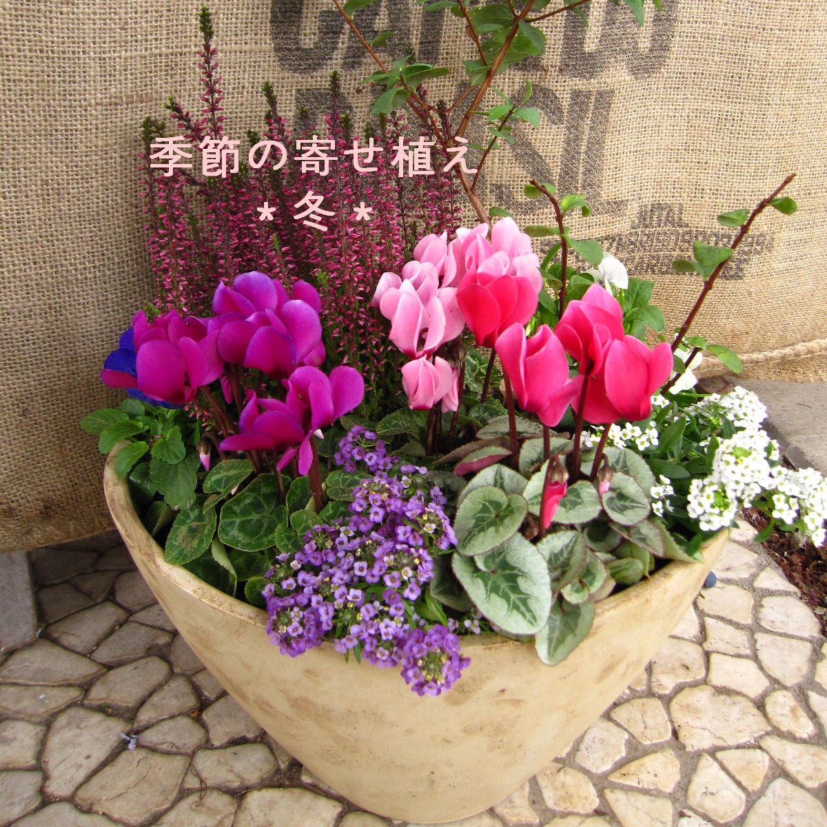 冬の寄せ植え文字入り