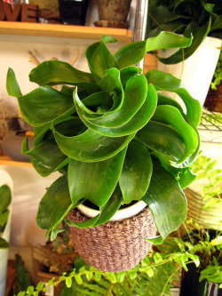 ドラセナトルネード吊