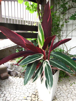 トリオスターメイン