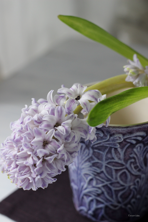 MATEUS(マテュース) ｜レース　マグ　パープル