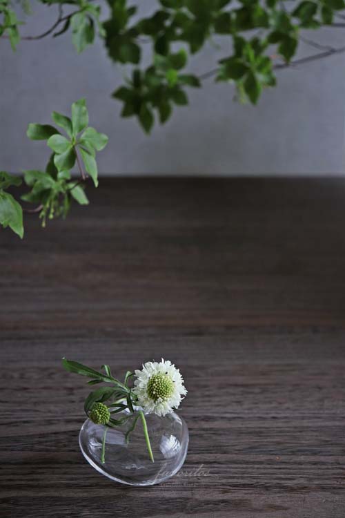 スガハラ｜ミニベース 三角形（クリアー/インディゴブルー）