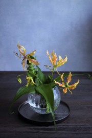 未使用 コスタ・ノバ リヴィエラ フラワーベース フッテッドサーバー 22cm COSTA NOVA（コスタノバ） ｜RIVIERA（リヴィエラ） シリンダー