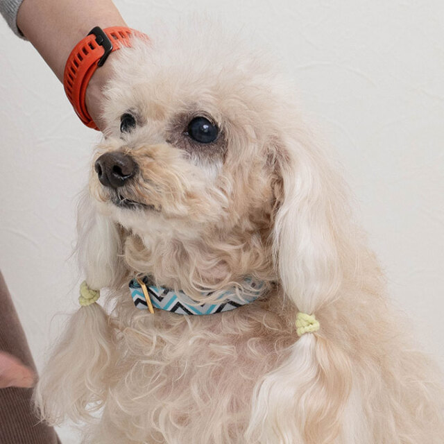 犬 首輪 リード セット ラグジュアリーシリーズ