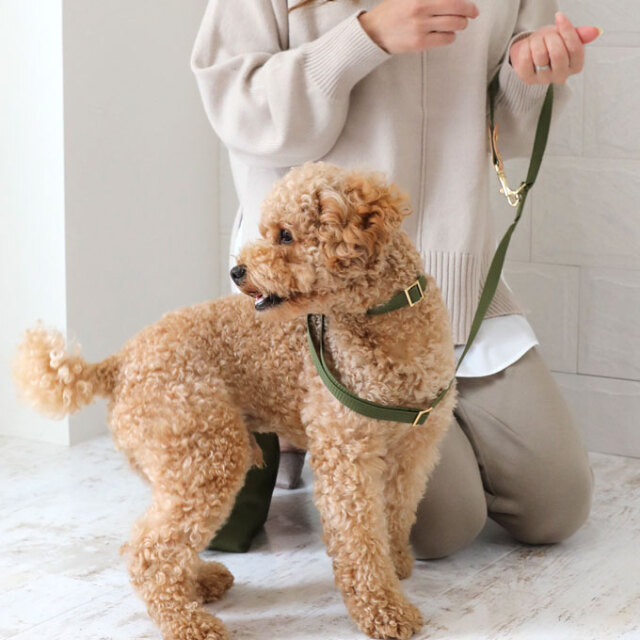 犬 リード