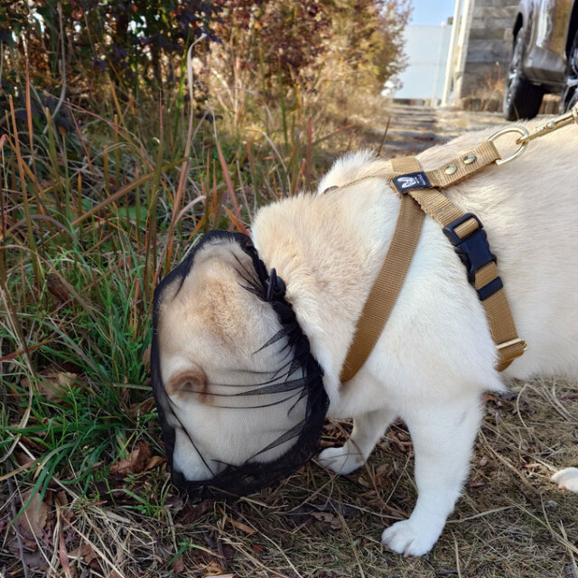 拾い食い防止カバー