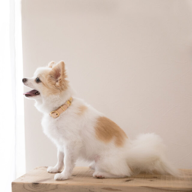 犬 首輪 レザー 名入れ
