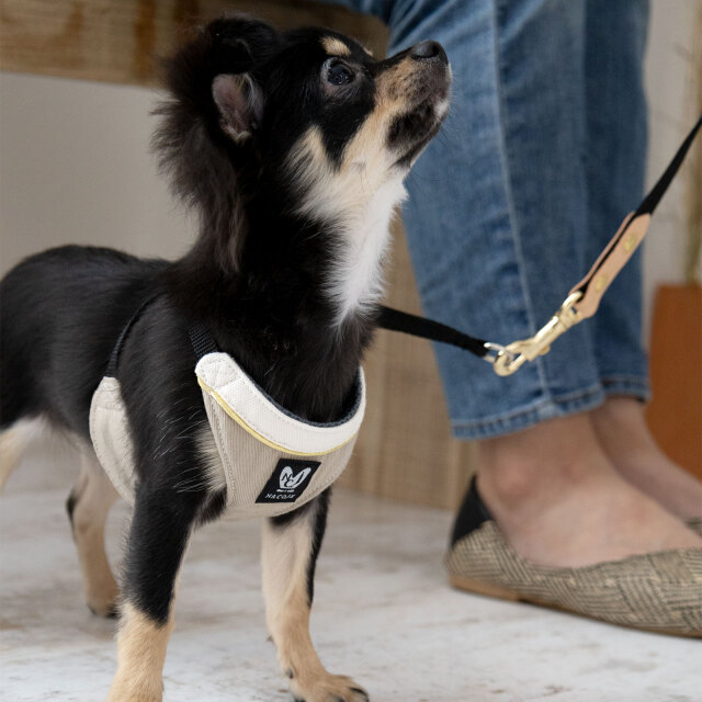 日本製 犬 犬用 ハーネス リードセット シンプル 上品 おしゃれ