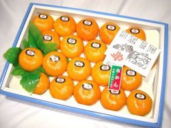 愛媛県ハウスみかん