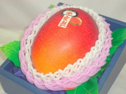 宮崎産マンゴー