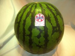 山形県産尾花沢西瓜