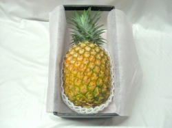 タダオゴールドバレル