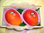 宮崎産大玉マンゴー