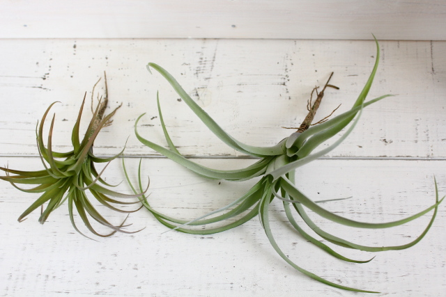 イミテーション エアプランツ