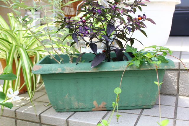 レクタングルポット