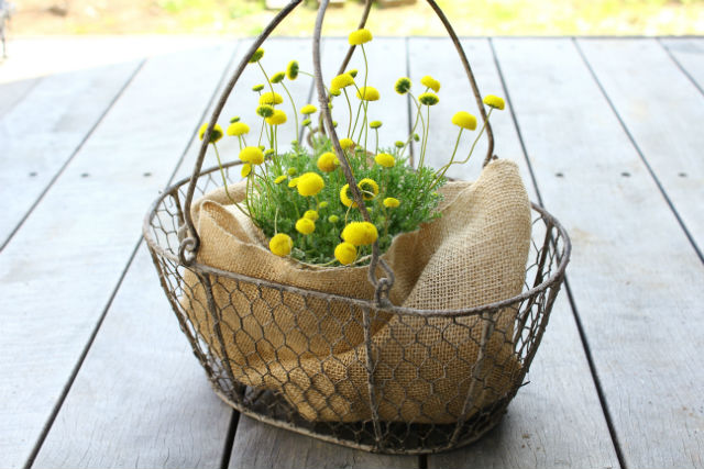 チキンワイヤーフラワーバスケット