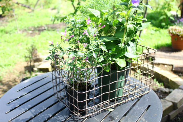 スクエアワイヤーバスケットL