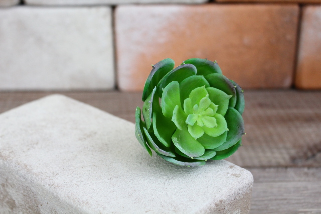イミテーション多肉植物 チワワエンシス