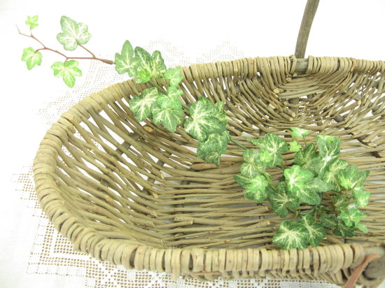 アイビークラスター斑入り