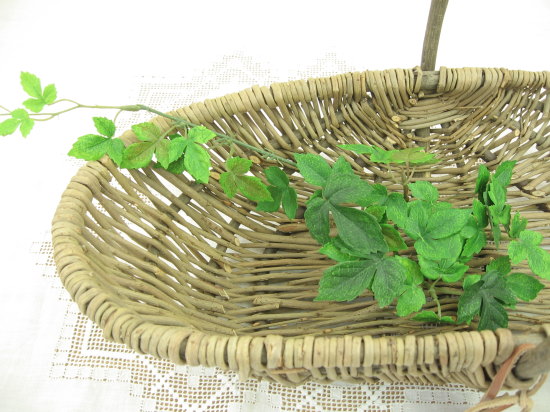 アイビークラスター