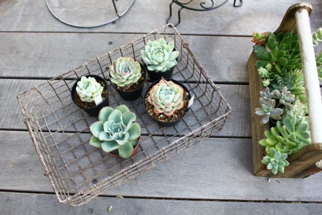 スクエアワイヤーバスケットS