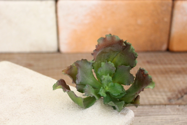 イミテーション多肉植物 エケベリア