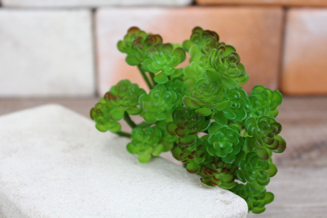 イミテーション多肉植物 ミニアオエニウム