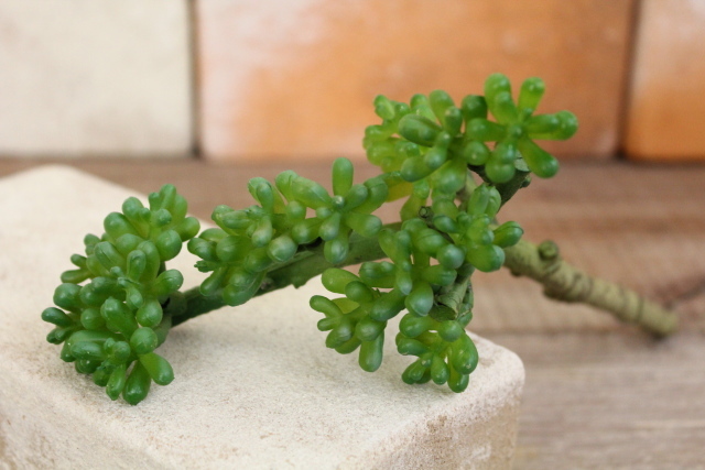 イミテーション多肉植物 オビリデ