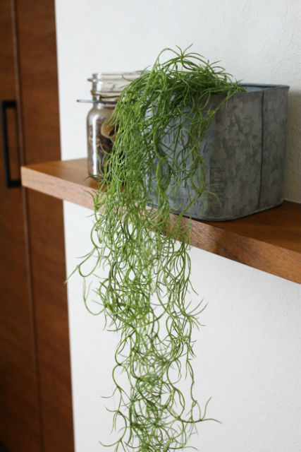 ウスネオイデス