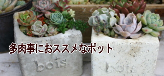 多肉事におススメなポット