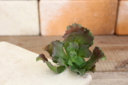 イミテーション多肉植物 エケベリア