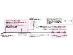 カツイチ(KATSUICHI) IKAクラ オカサンヤエン S