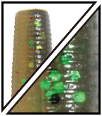 ゲーリーヤマモト