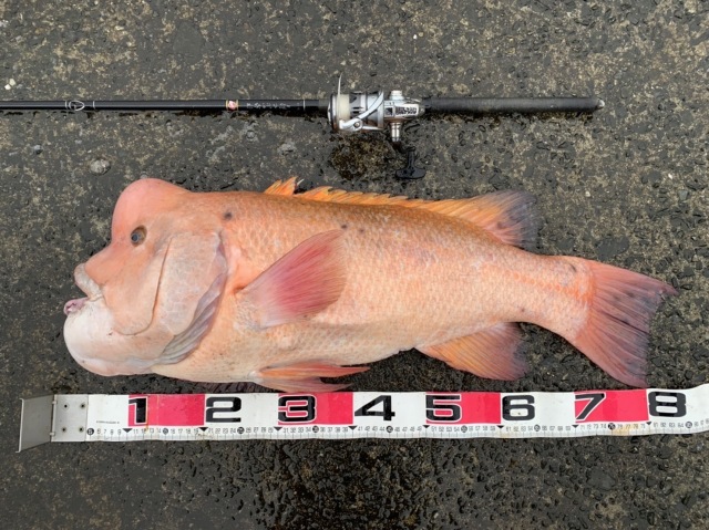 SAKURA 伊勢かぶせ釣り 180 サクラ(櫻井釣具) 伊勢かぶせ釣り 180 : フィッシングトライ