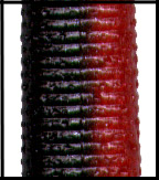 ゲーリーヤマモト