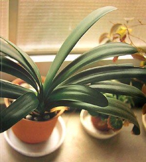 佐内正史 生きている 写真集 生きている｜青幻舎 SEIGENSHA Art Publishing, Inc.