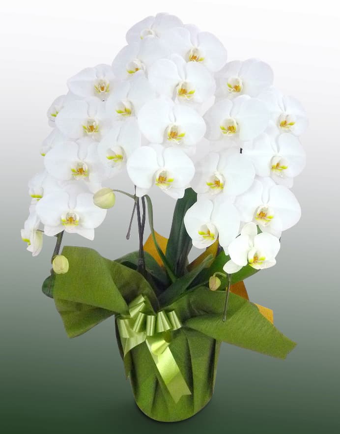 胡蝶蘭 桐 大輪花27輪 個人様向き