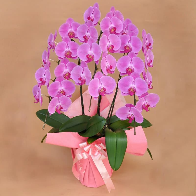 還暦祝いなどにも 胡蝶蘭 ピンク