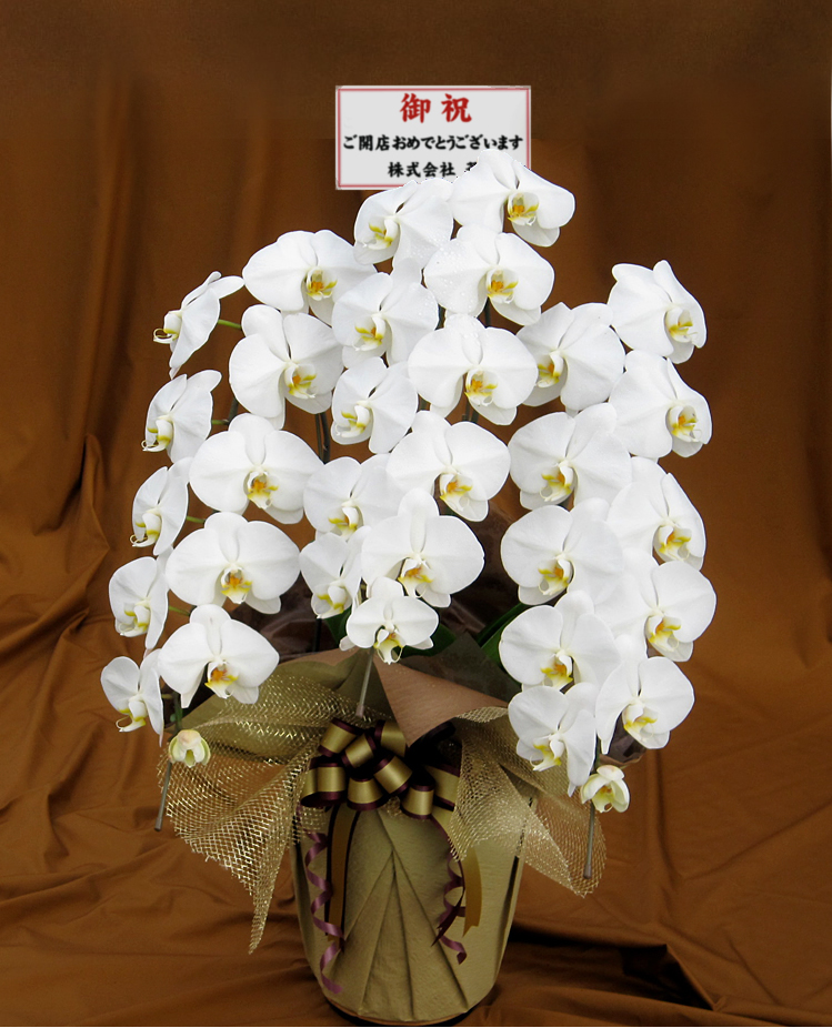 胡蝶蘭　おすすめ商品「雅」
