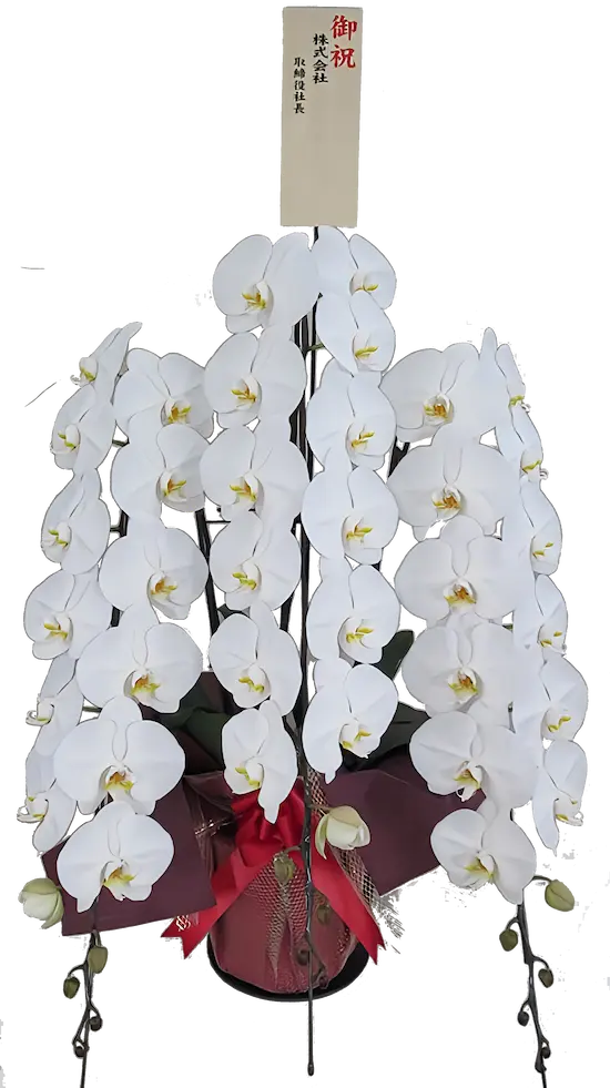 胡蝶蘭　秀雅　45輪