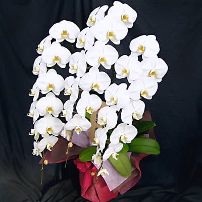 事務所移転祝い用胡蝶蘭