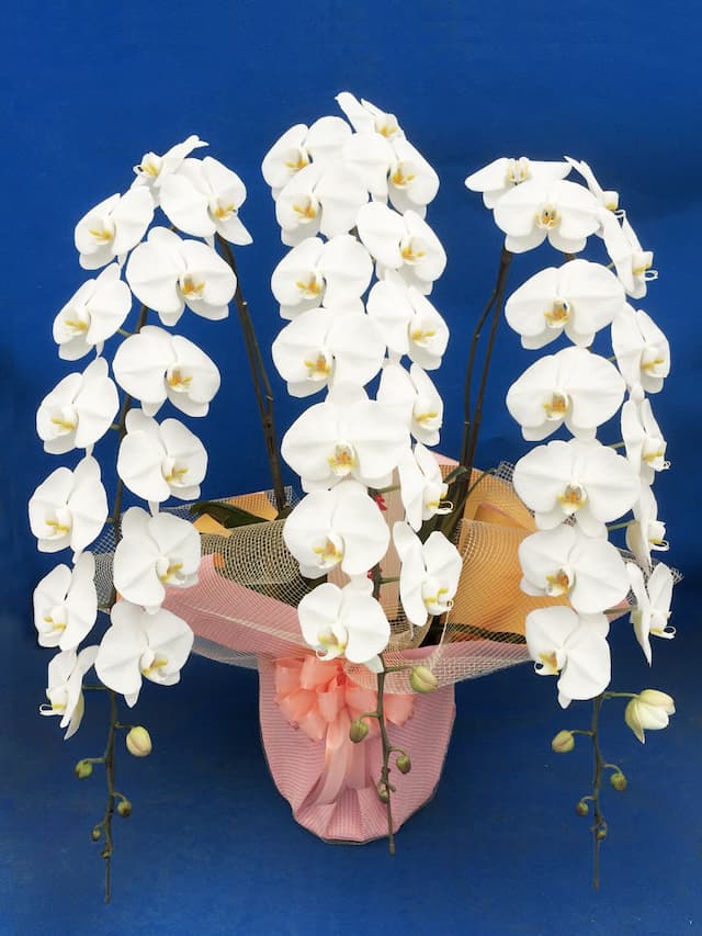 事務所移転祝い用胡蝶蘭