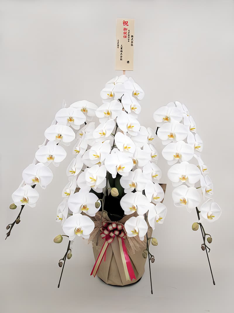 胡蝶蘭デラックス優雅