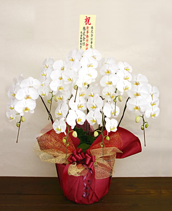 新社屋落成祝い用 胡蝶蘭　7本立ち 　スペシャル桐
