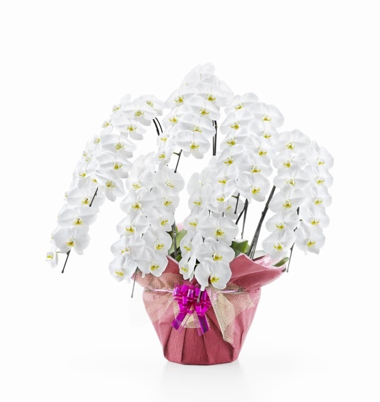 胡蝶蘭　高級商品 7本立ち スペシャル雅 東京埼玉千葉専門スタッフ配送便