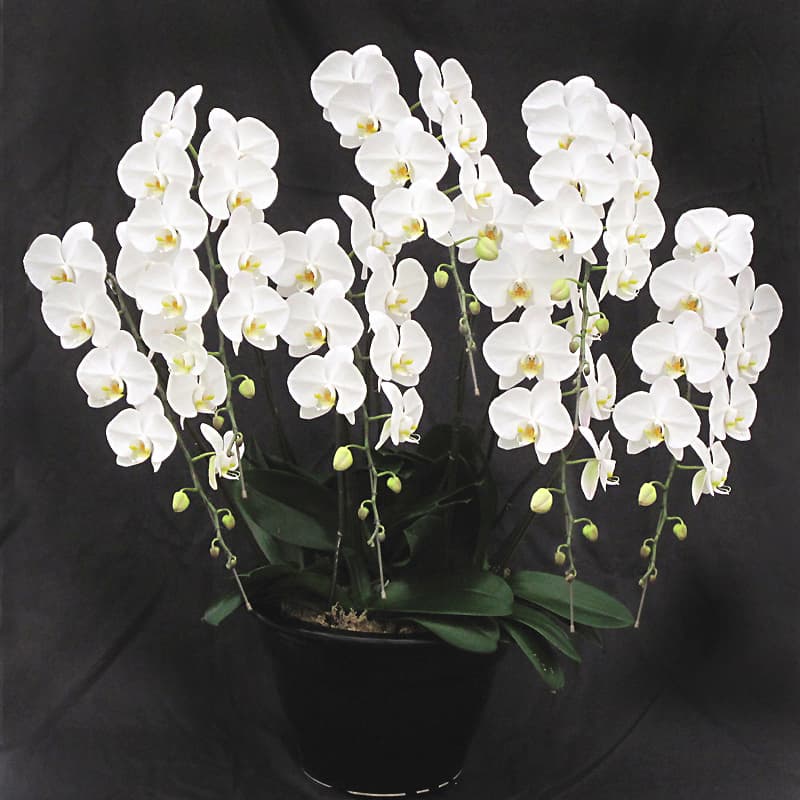 胡蝶蘭　鳳凰　SP（ほうおうスペシャル）【七本立ち】