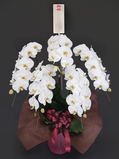 当日配達 胡蝶蘭 5本立ち「超特急 DX梅」