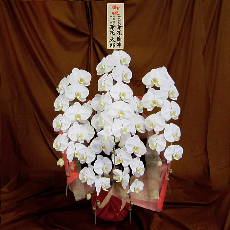 当日配達できる胡蝶蘭