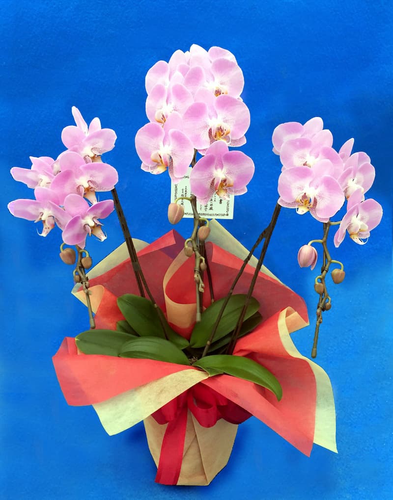 個人さまへの開店のお祝いに　胡蝶蘭ミディ 結 竹ピンク
